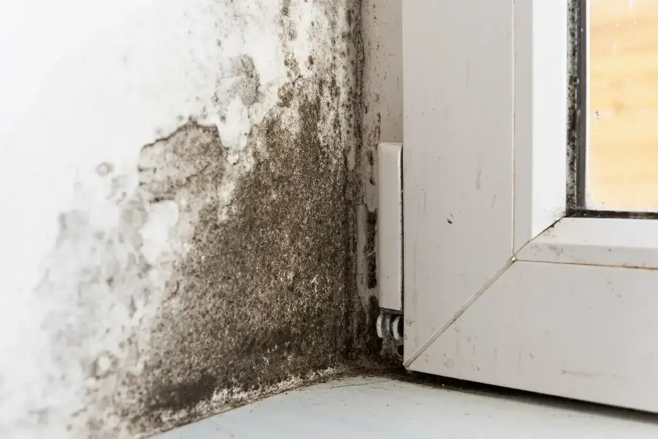 Angleton's Trusted Local Water Mitigation Experts — Angleton, TX